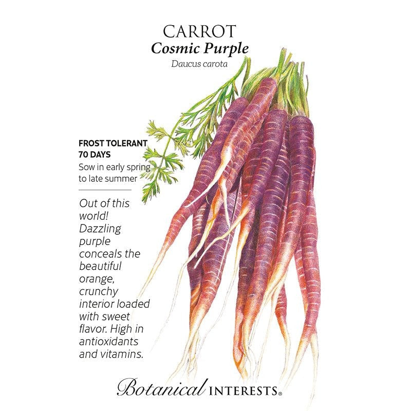 Carrot Cosmic Purple