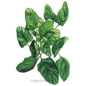 NEW Juicing Tower Container Seeds Collection