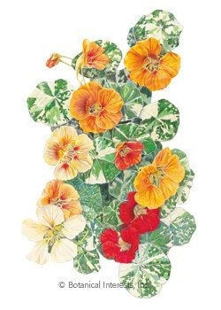 Bountiful Harvest Seed Collection