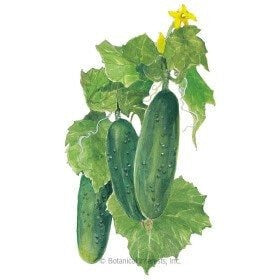 NEW Juicing Tower Container Seeds Collection