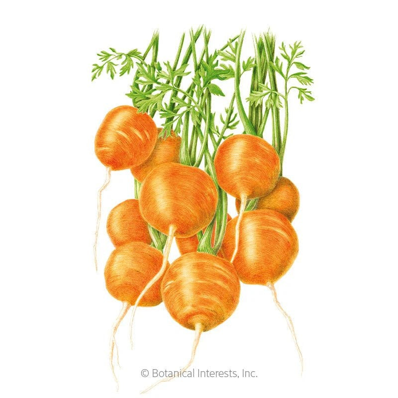 Bountiful Harvest Seed Collection