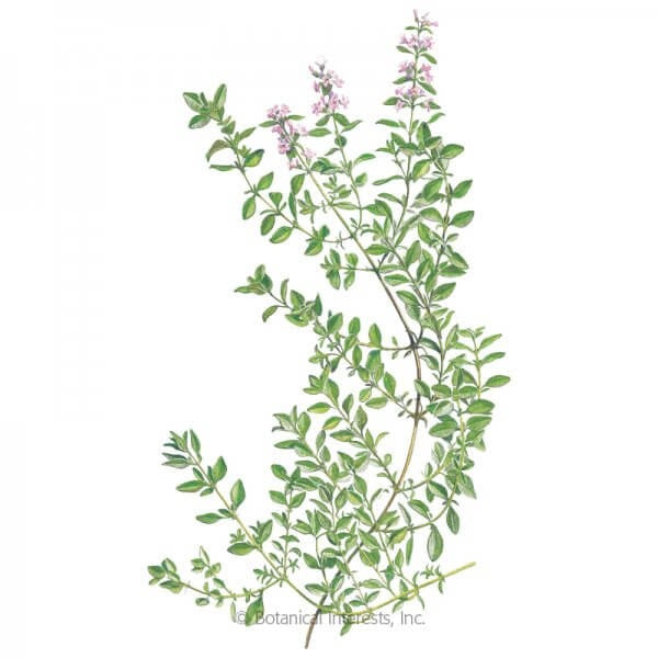 Culinary Herb Garden Seed Collection