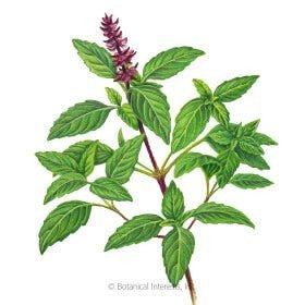 NEW Juicing Tower Container Seeds Collection